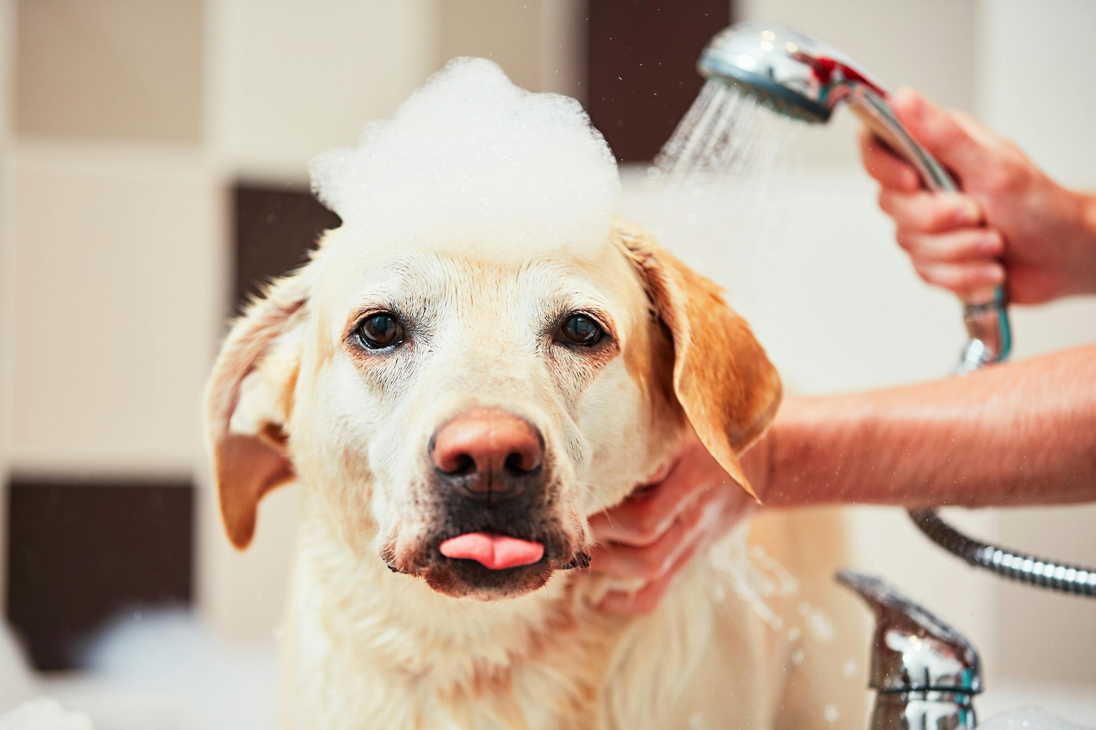 dog grooming scheduling software